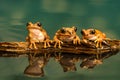 Three Peacock tree frogs Leptopelis vermiculatus. Reflections in the water Royalty Free Stock Photo