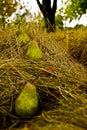 Three pears