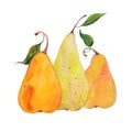 Watercolor three pears Royalty Free Stock Photo