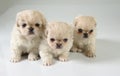 Three pekinese puppies