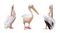 Three pelican beak Royalty Free Stock Photo