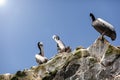 Three pelicans close-up sitting on a rock. Ballestas Island, Paracas National park,Peru. Royalty Free Stock Photo