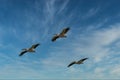 Three pelicans in dramatic blue clouded sky Royalty Free Stock Photo