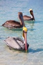 Three Pelicans drift in the blue sea on the beach Varadero, Cuba. Royalty Free Stock Photo