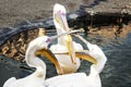 Three Pelicans Fight