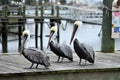 Three Pelicans form a posse just outside a marina bait shop Royalty Free Stock Photo