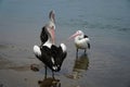 Three  pelicans at Illawara Lake Australia Royalty Free Stock Photo