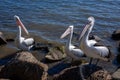 Three pelicans with large fish bones