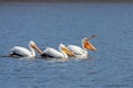 Three Pelicans, Led Into Boredom