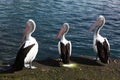 Three pelicans looking to the left