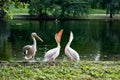 Three pelicans in the park