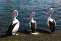 Three pelicans with a positive saying