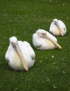 Three Pelicans in a Row