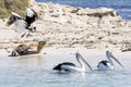 Three pelicans and a sea lion on the beach of Penguin Island, Rockingham, Western Australia Royalty Free Stock Photo