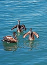 Three pelicans swimming in Cabo San Lucas harbor in Baja Mexico Royalty Free Stock Photo