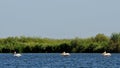 Three pelicans