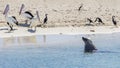 Three pelicans watch a sea lion approaching coming out of the water on the sandy beach of Penguin Island, Rockingham, Australia Royalty Free Stock Photo