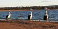 Three Pelicans