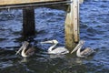 Three Pelicans in the Water