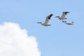 Three Pelicans Fly into a Cloud Royalty Free Stock Photo