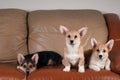 Three Pembroke Welsh Corgi Royalty Free Stock Photo