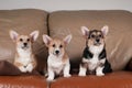 Three Pembroke Welsh Corgi Royalty Free Stock Photo