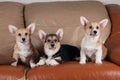 Three Pembroke Welsh Corgi Royalty Free Stock Photo