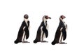 Three penguin isolated on white Royalty Free Stock Photo