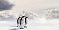 Three penguins Royalty Free Stock Photo