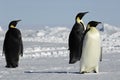 Three penguins in Antarctica