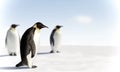 Three penguins in Antarctica Royalty Free Stock Photo