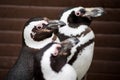 Three  penguins Royalty Free Stock Photo