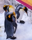 Three penguins on snow