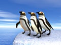 Three penguins standin on ice Royalty Free Stock Photo