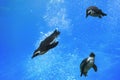 Three penguins swimming under water