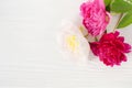 Three peonies lie on a white textural wooden background