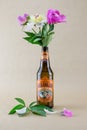 Three peonies in an IPA beer bottle