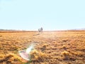 Three people in distant blurred effect running across golden African landscape