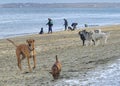 Dogs and People Enjoying East End Beach in Portland Maine on a warm day in January