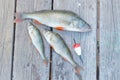 Three perch and a red float Royalty Free Stock Photo