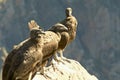 Three perched Andean condors Royalty Free Stock Photo