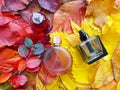 Three perfume spray bottles on bright autumn leaves. Fall flat lay, ÃÂozy atmosphere, top view Royalty Free Stock Photo