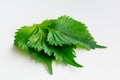 Three perilla or shiso leaves on a white background close up Royalty Free Stock Photo