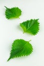 Three perilla or shiso leaves on a white background close up  vertical Royalty Free Stock Photo