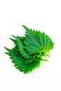 Three perilla or shiso leaves on a white background close up  vertical Royalty Free Stock Photo