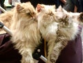 Three Persian Cats