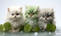 Three persian kittens with green leaves, isolated on white background. Royalty Free Stock Photo