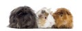 Three Peruvian Guinea Pig in a row, isolated Royalty Free Stock Photo