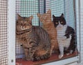 Three pet cats funnily staring outdoors through a mesh screen while sitting on a window sill