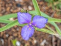 Western Spiderwort Flower Royalty Free Stock Photo